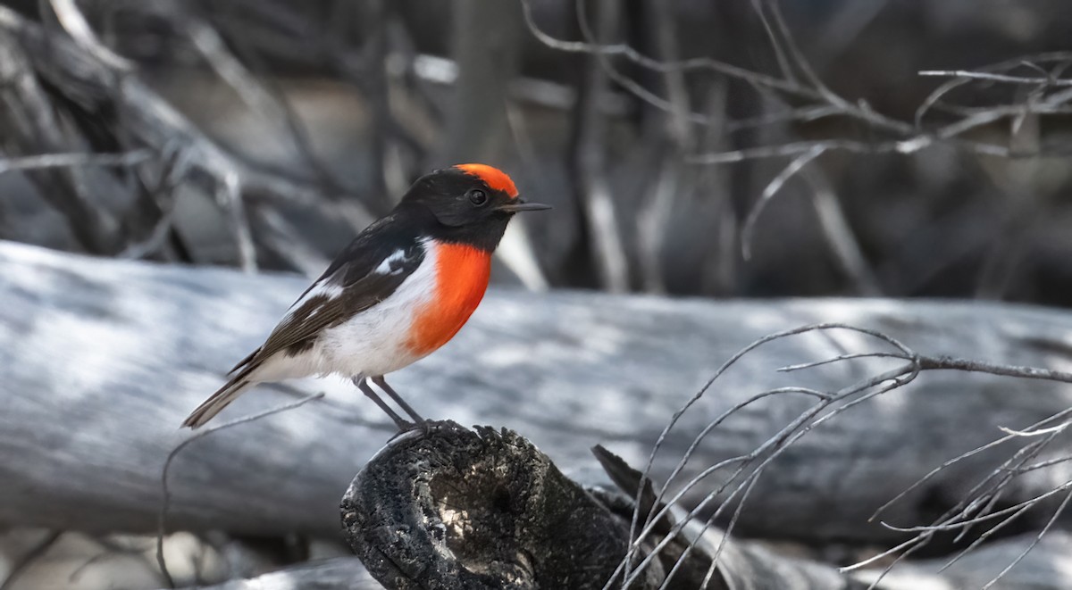 Red-capped Robin - ML558912571