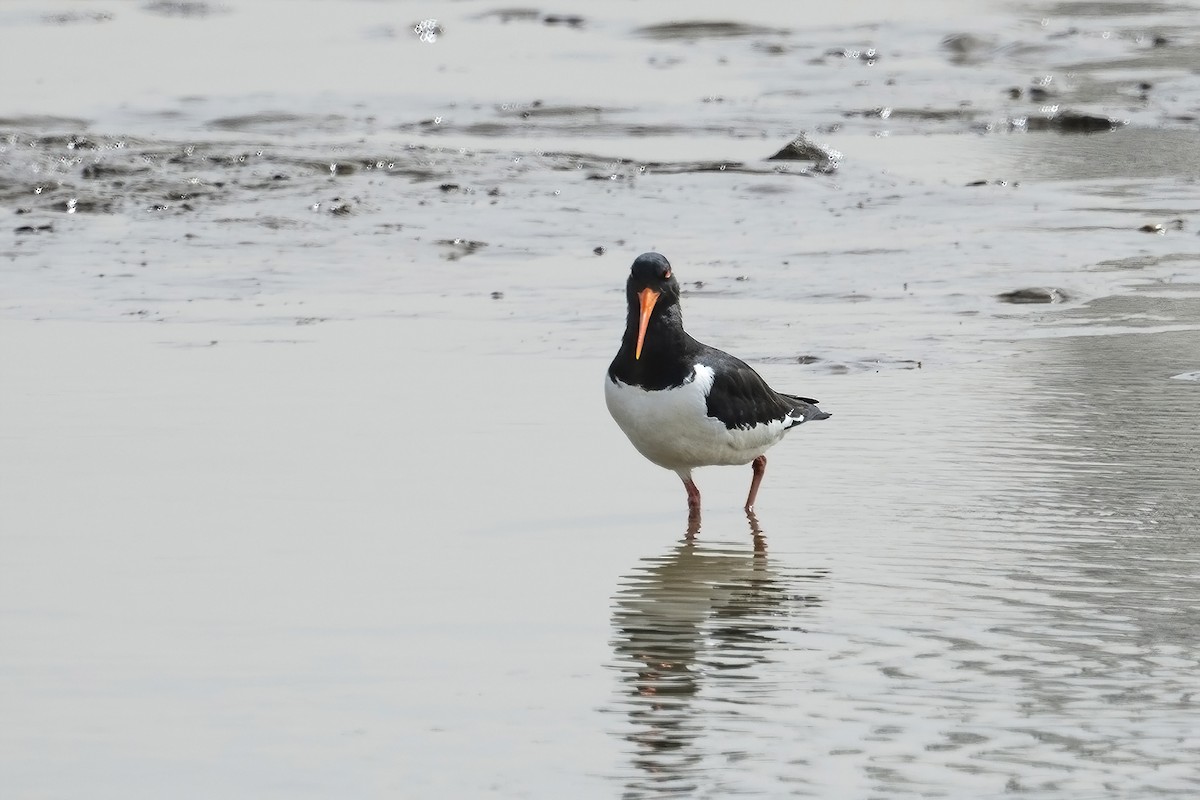 Eurasian Oystercatcher - ML558913301