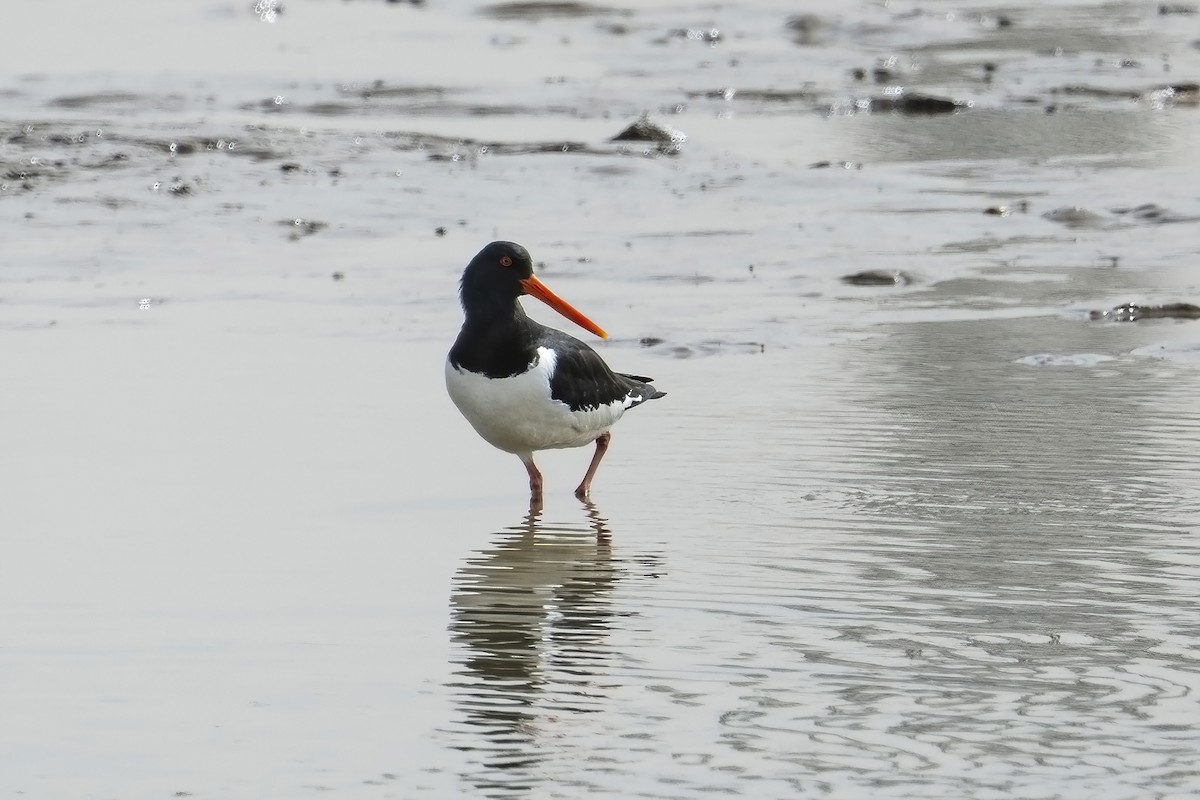 Eurasian Oystercatcher - ML558913311