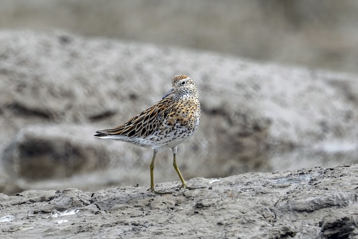 Sharp-tailed Sandpiper - ML558913561