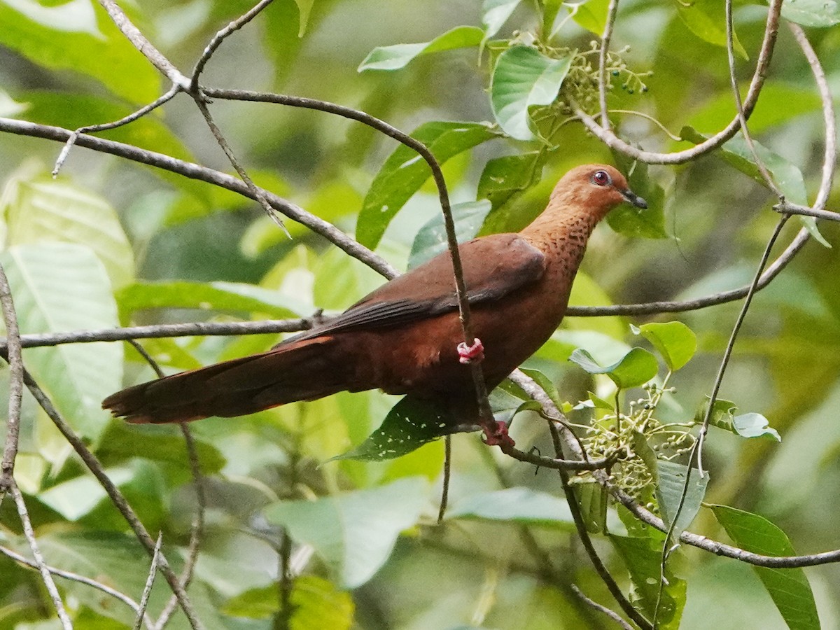 Mackinlay's Cuckoo-Dove - ML558914861