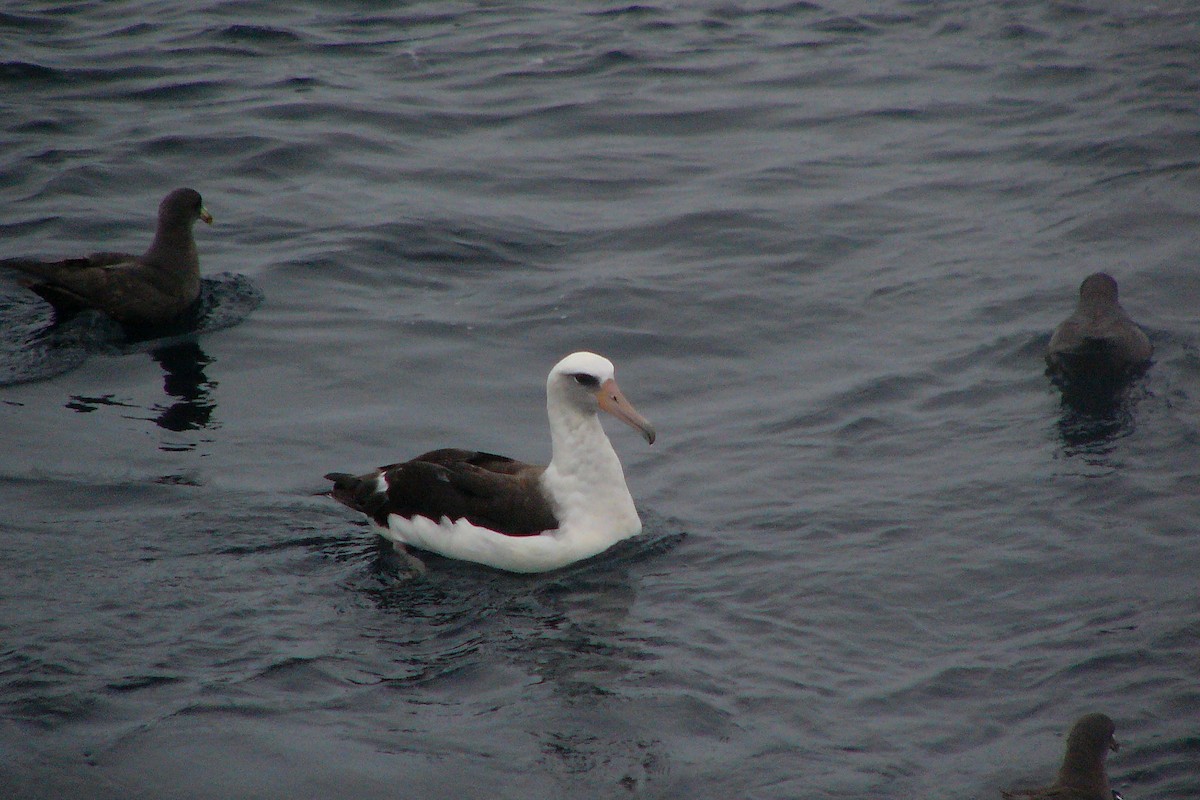 Темноспинный альбатрос - ML558915091