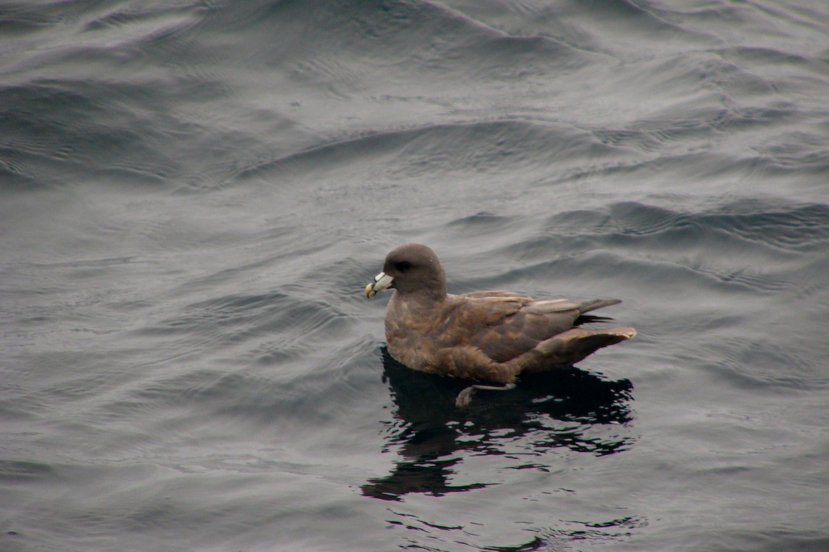 Northern Fulmar - ML558915711