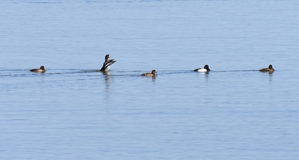 Greater Scaup - ML558916431