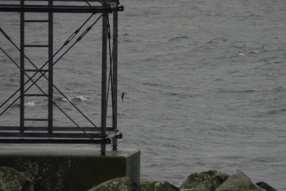 Leach's Storm-Petrel - Steve Heinl