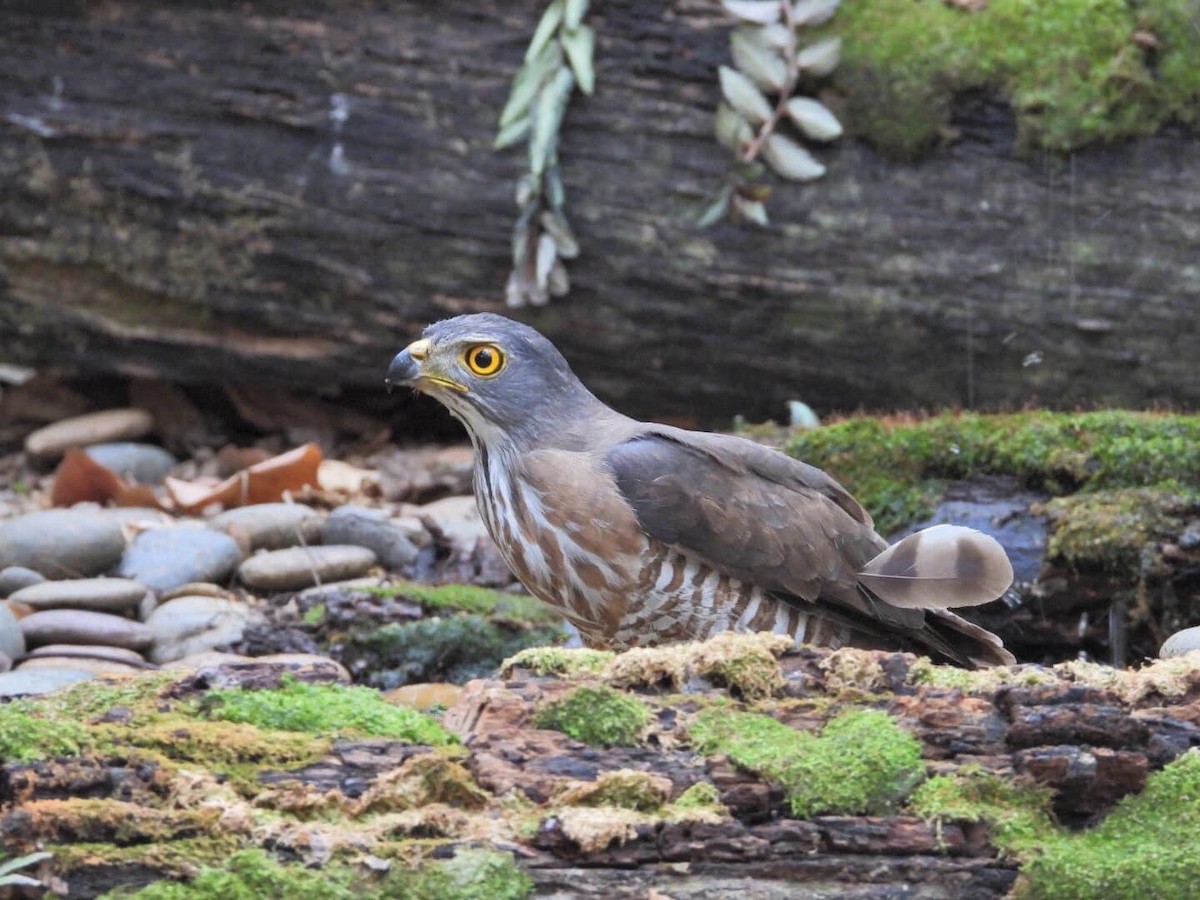 Crested Goshawk - Sunisa Saisangchan