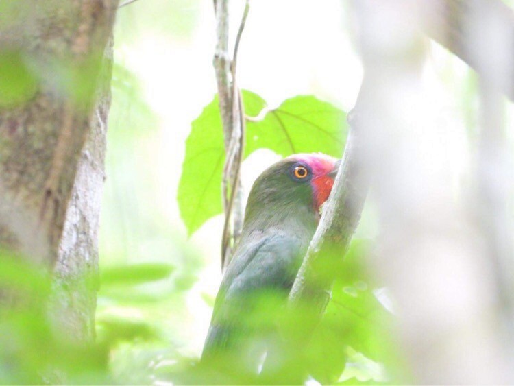 Red-bearded Bee-eater - ML558917381