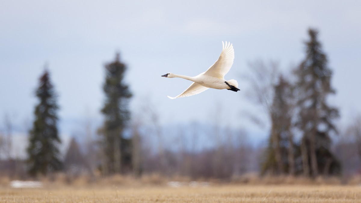 Tundra Swan - Jeff Dyck