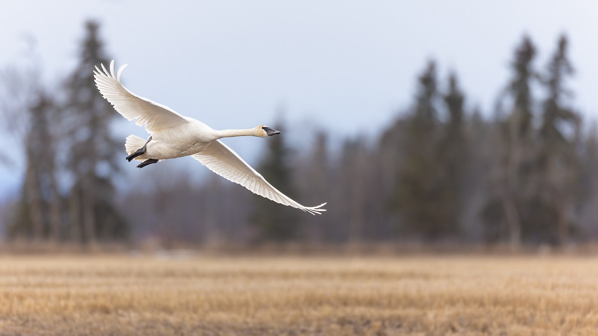 Trumpeter Swan - Jeff Dyck