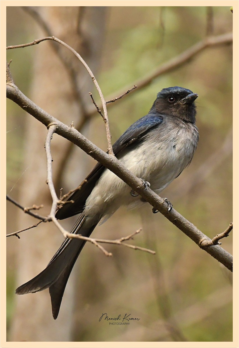 White-bellied Drongo (White-bellied) - ML558919721