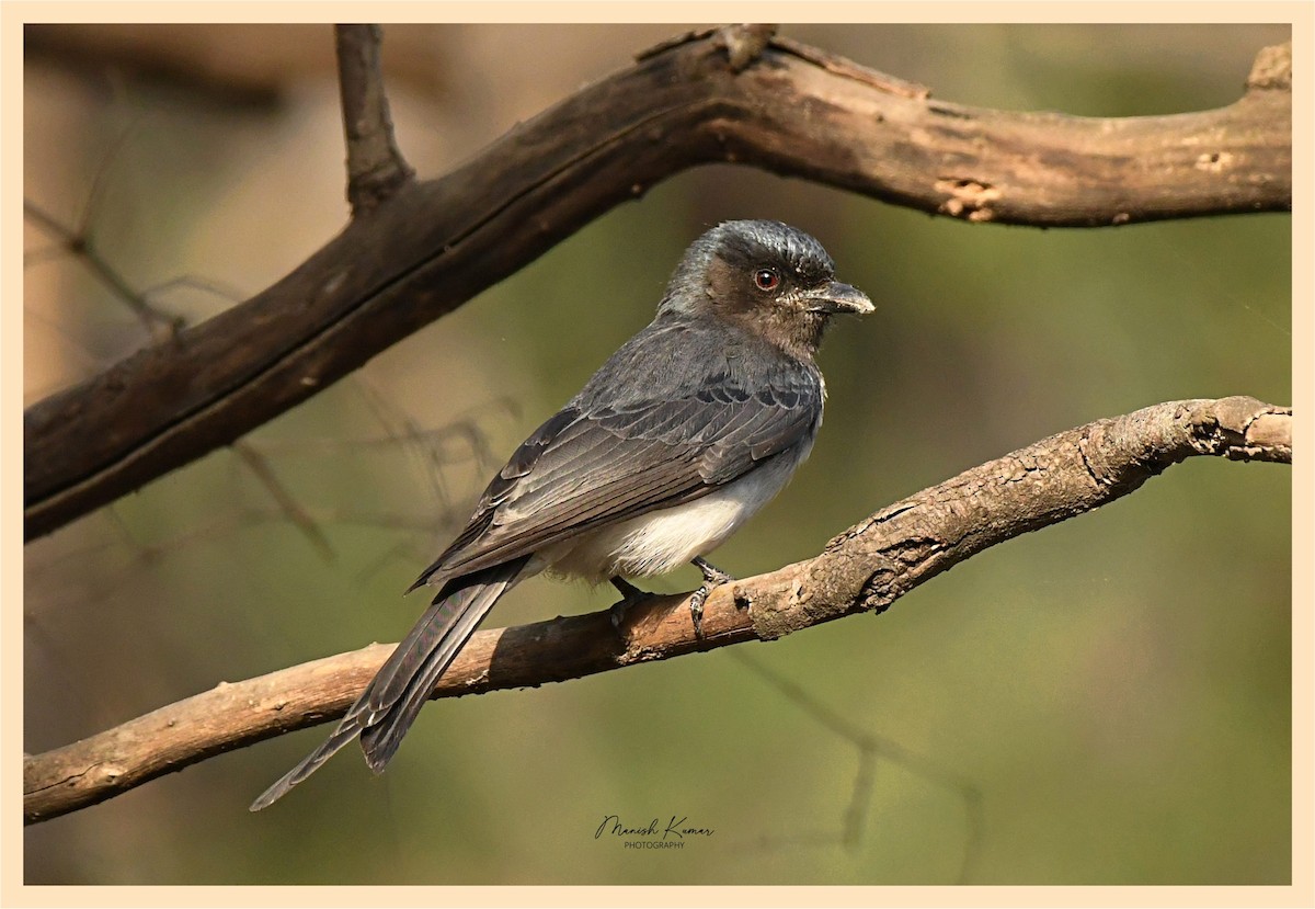 White-bellied Drongo (White-bellied) - ML558919761