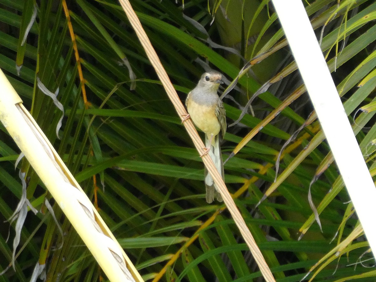 White-rumped Shama - ML558921191