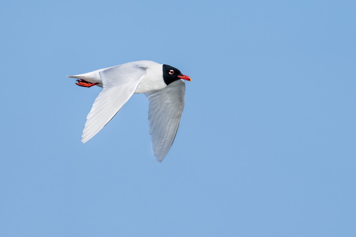 Mediterranean Gull - Lukasz Haluch