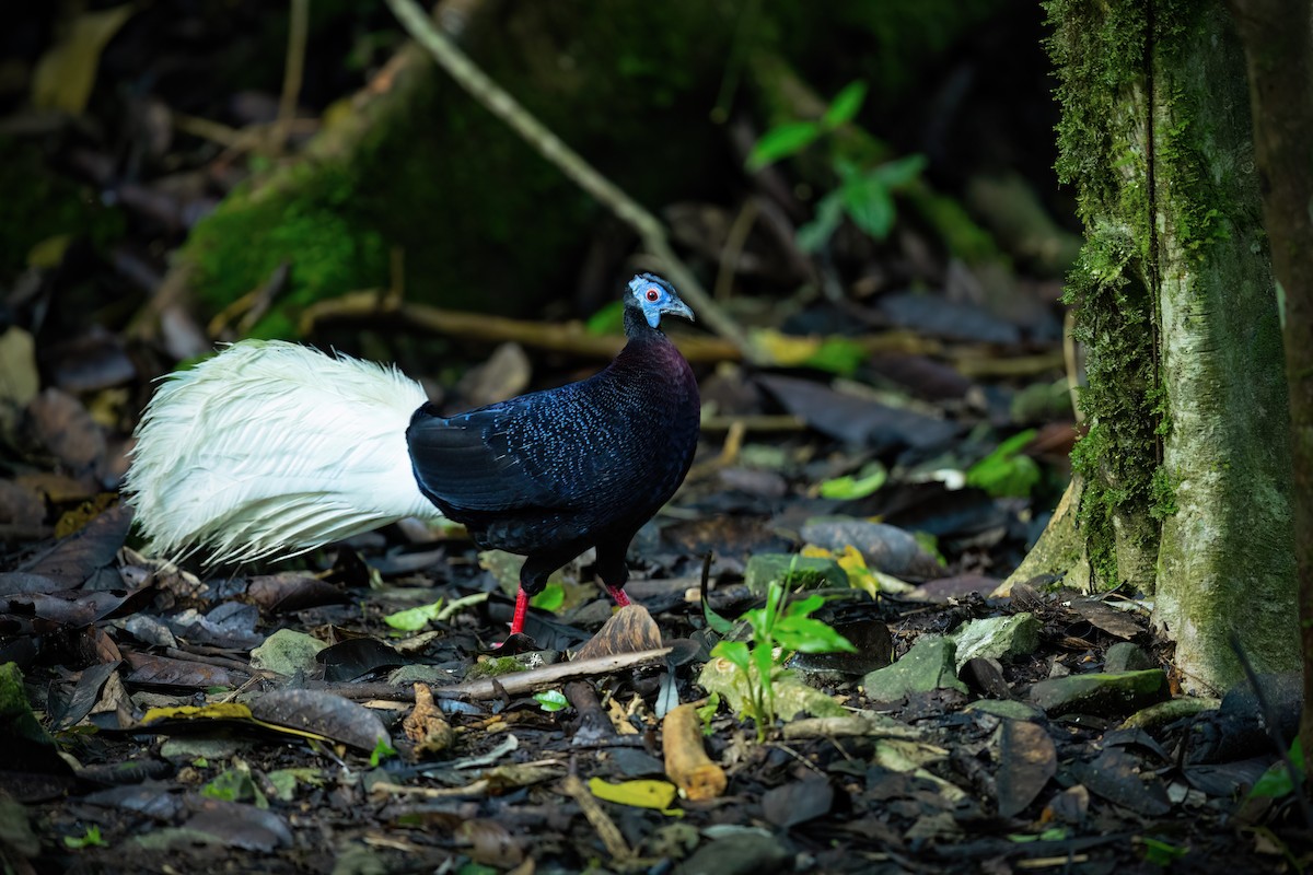 Bulwer's Pheasant - ML558921511