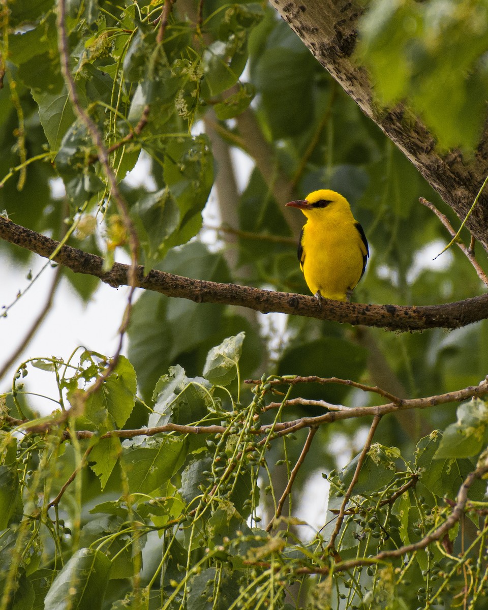 Indian Golden Oriole - ML558921731
