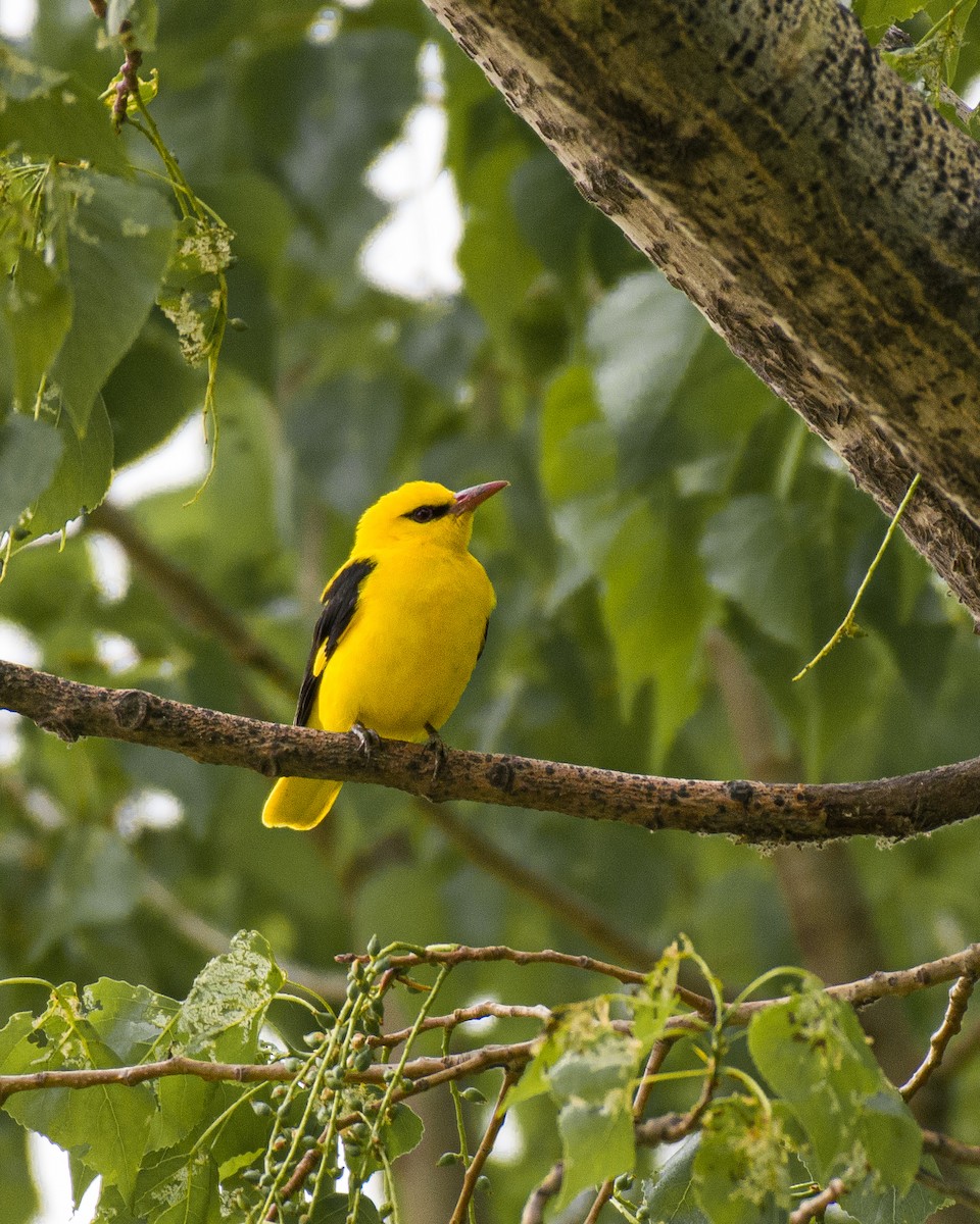 Indian Golden Oriole - ML558921741