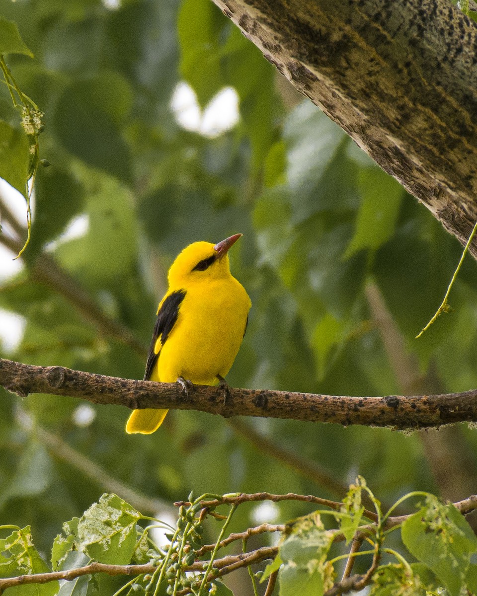 Indian Golden Oriole - ML558921751