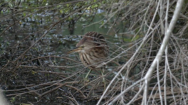 Black-backed Bittern - ML558922421