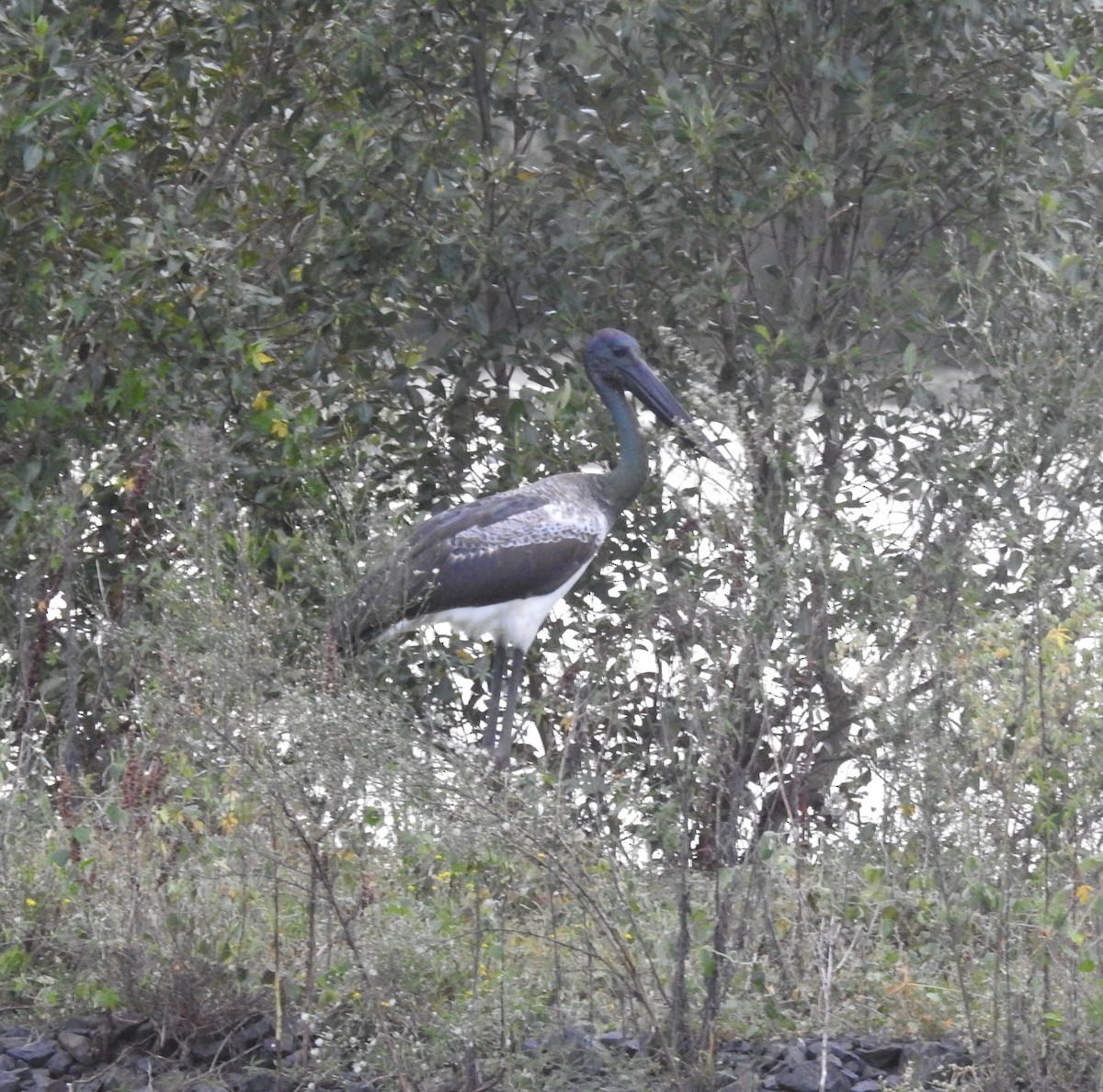 Black-necked Stork - ML558922581