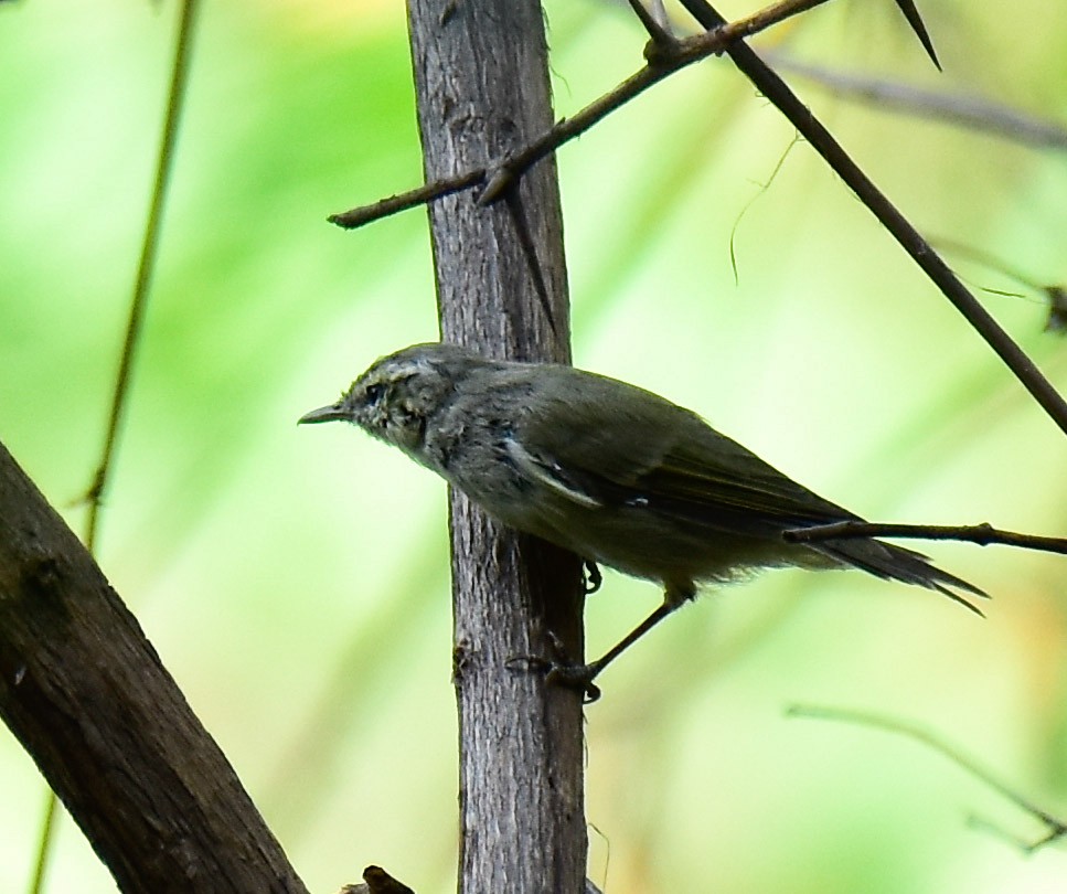 Hume's Warbler - ML558922711