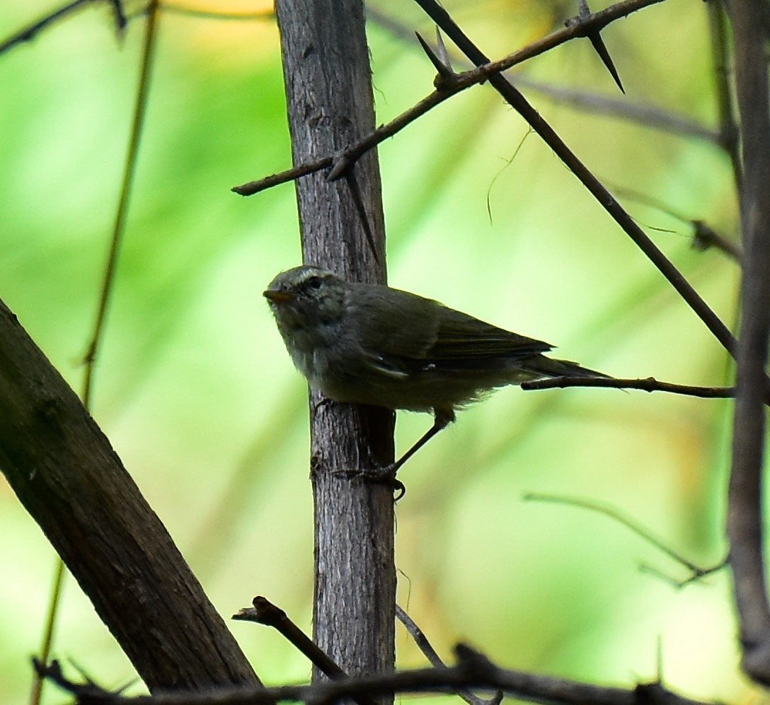 Hume's Warbler - ML558922731