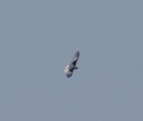 Black-winged Kite - ML558924521