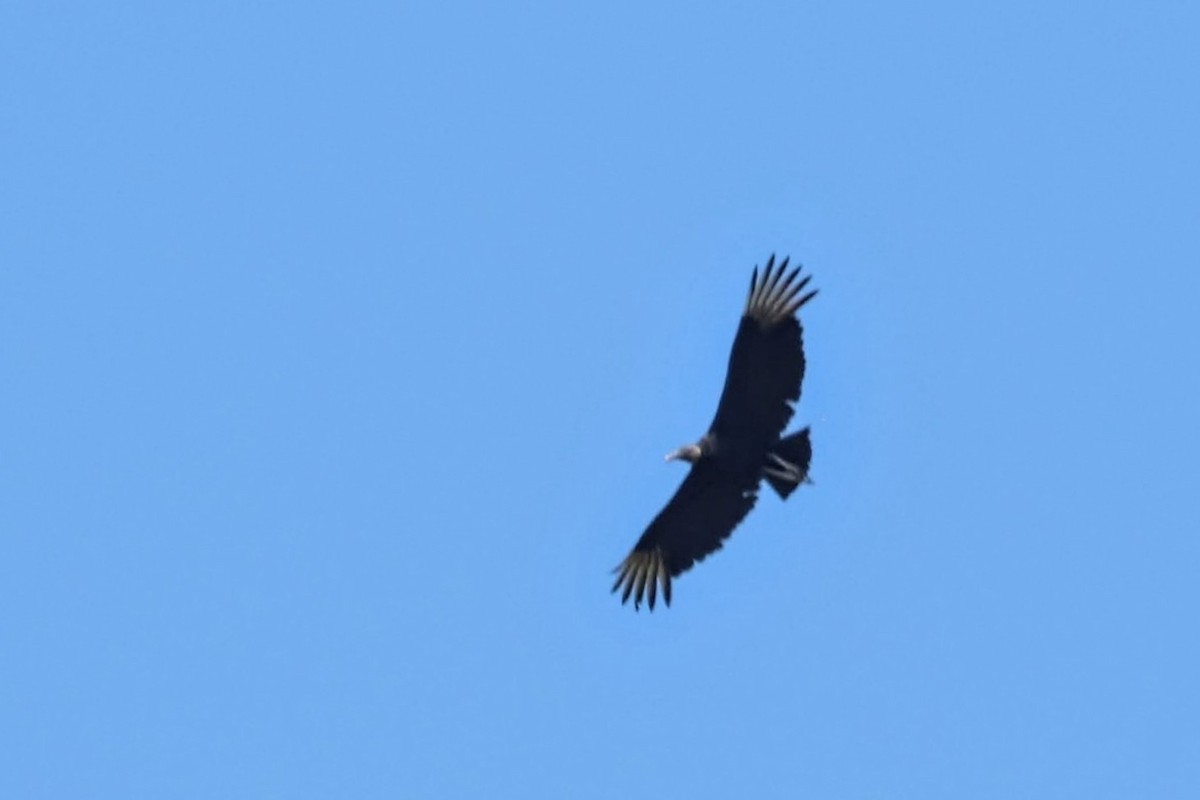 Black Vulture - ML558924801