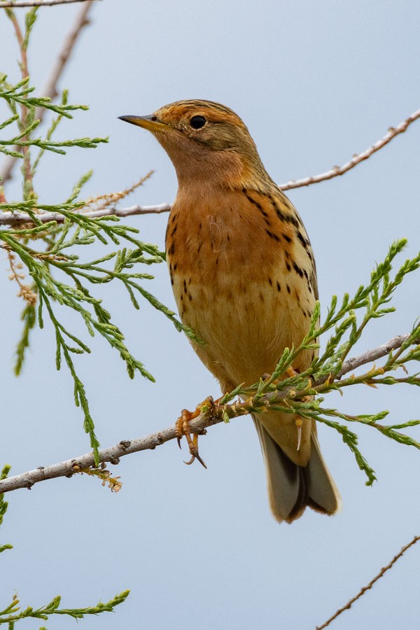 Red-throated Pipit - ML558925751