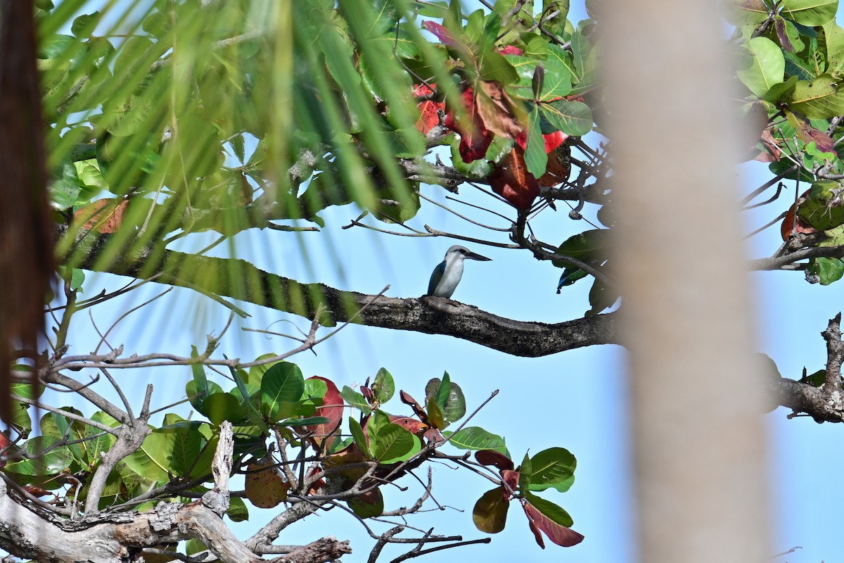 Beach Kingfisher - ML558926951