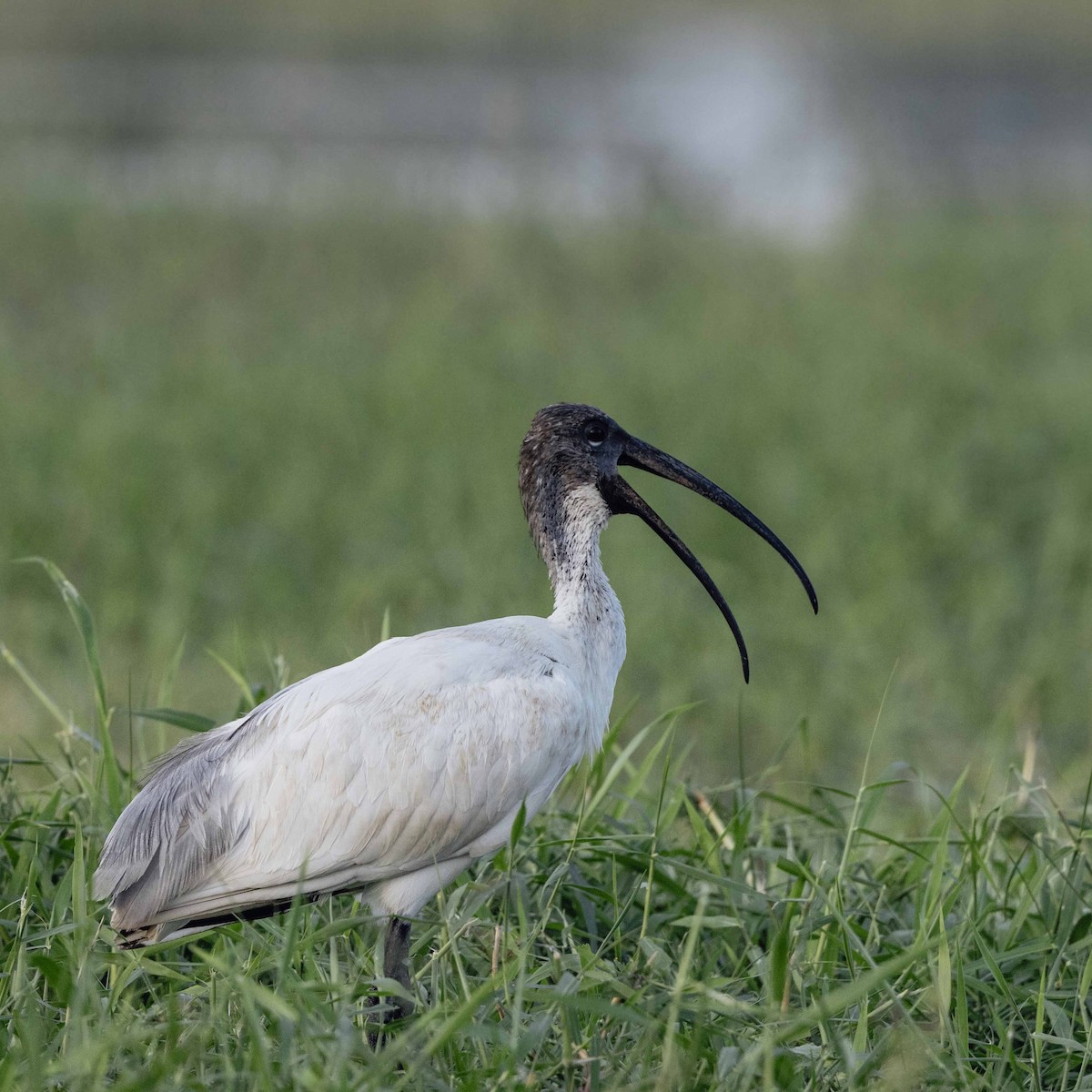 Ibis à tête noire - ML558927611