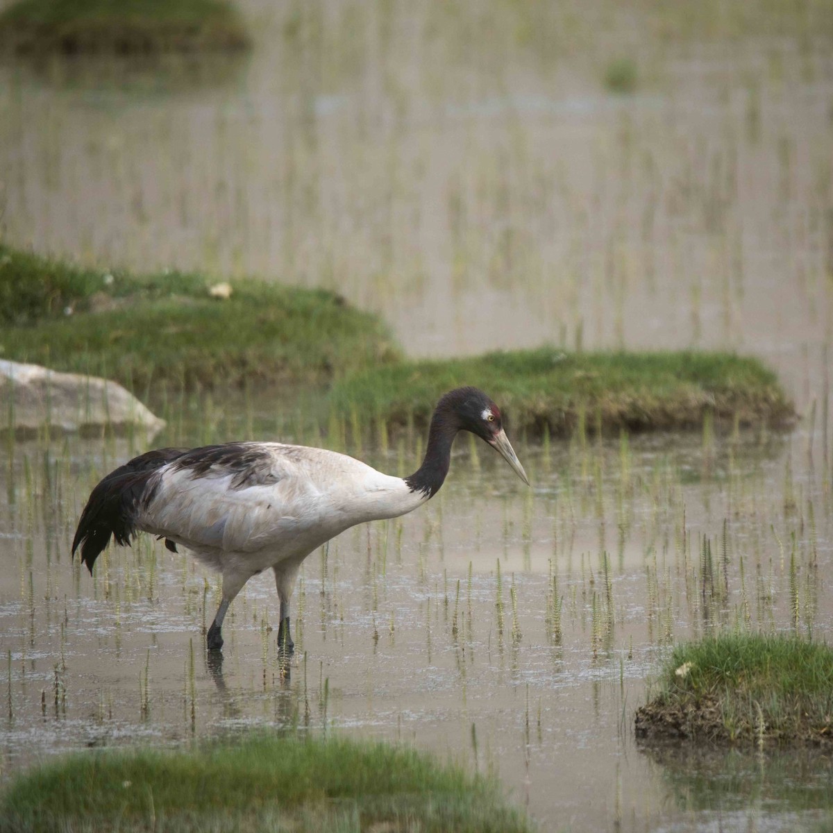 Black-necked Crane - Sushil Chikane