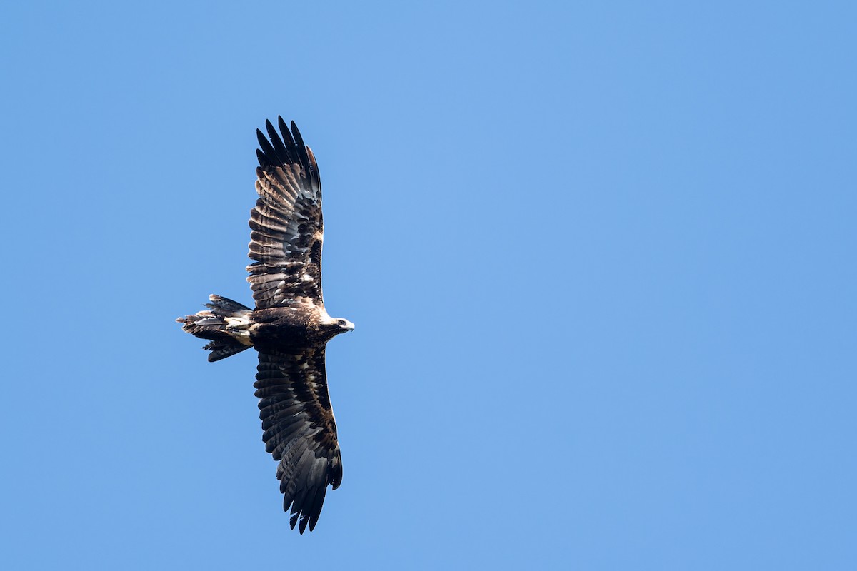 Wedge-tailed Eagle - ML558927971