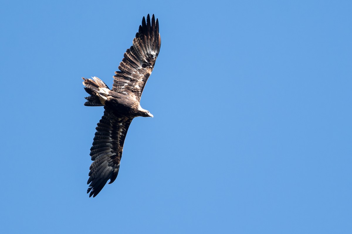 Wedge-tailed Eagle - ML558927981