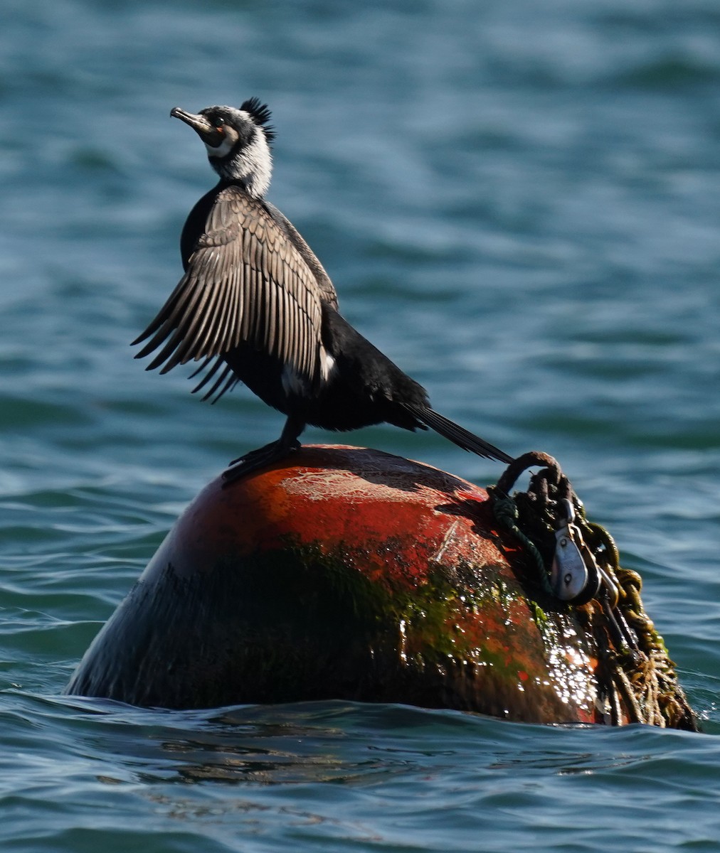 Great Cormorant - ML558929711