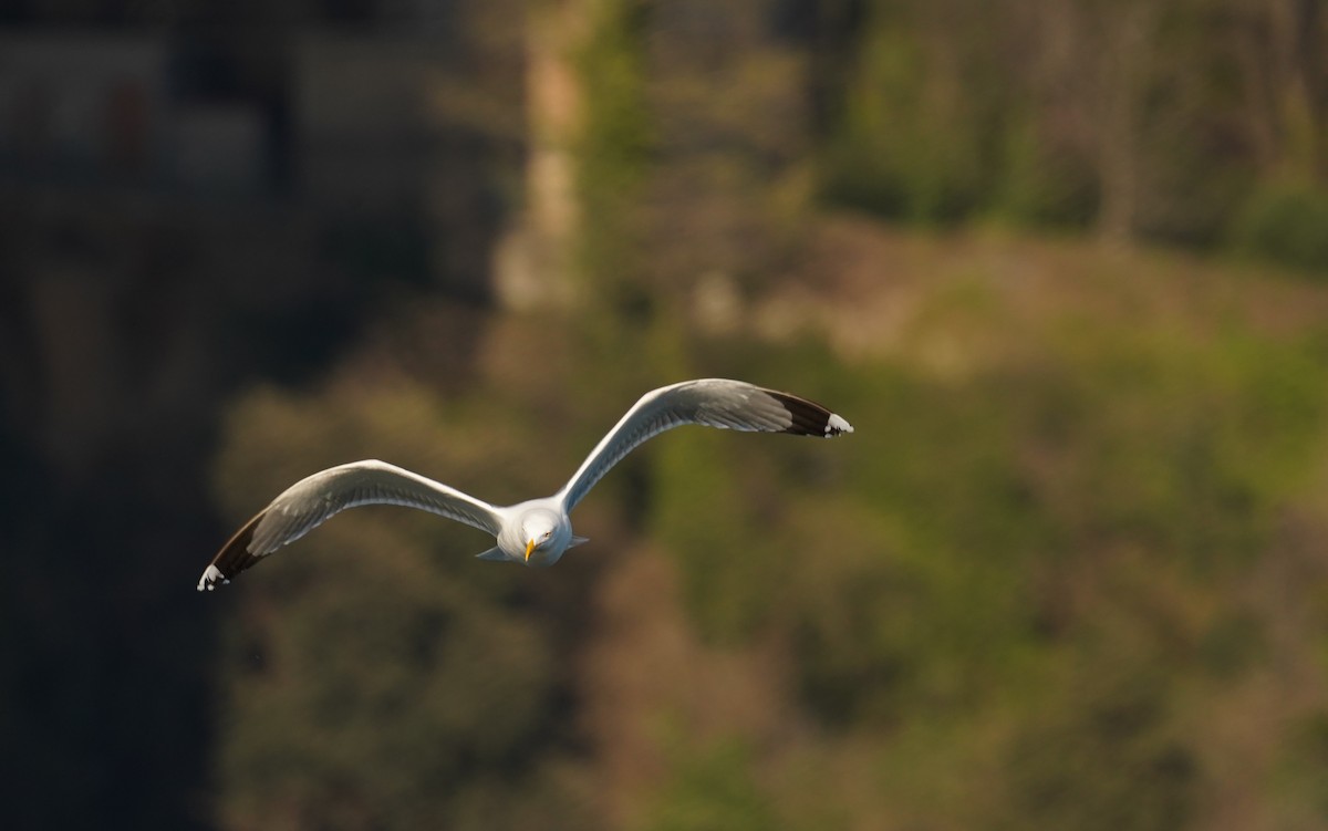 Gaviota Patiamarilla - ML558929761