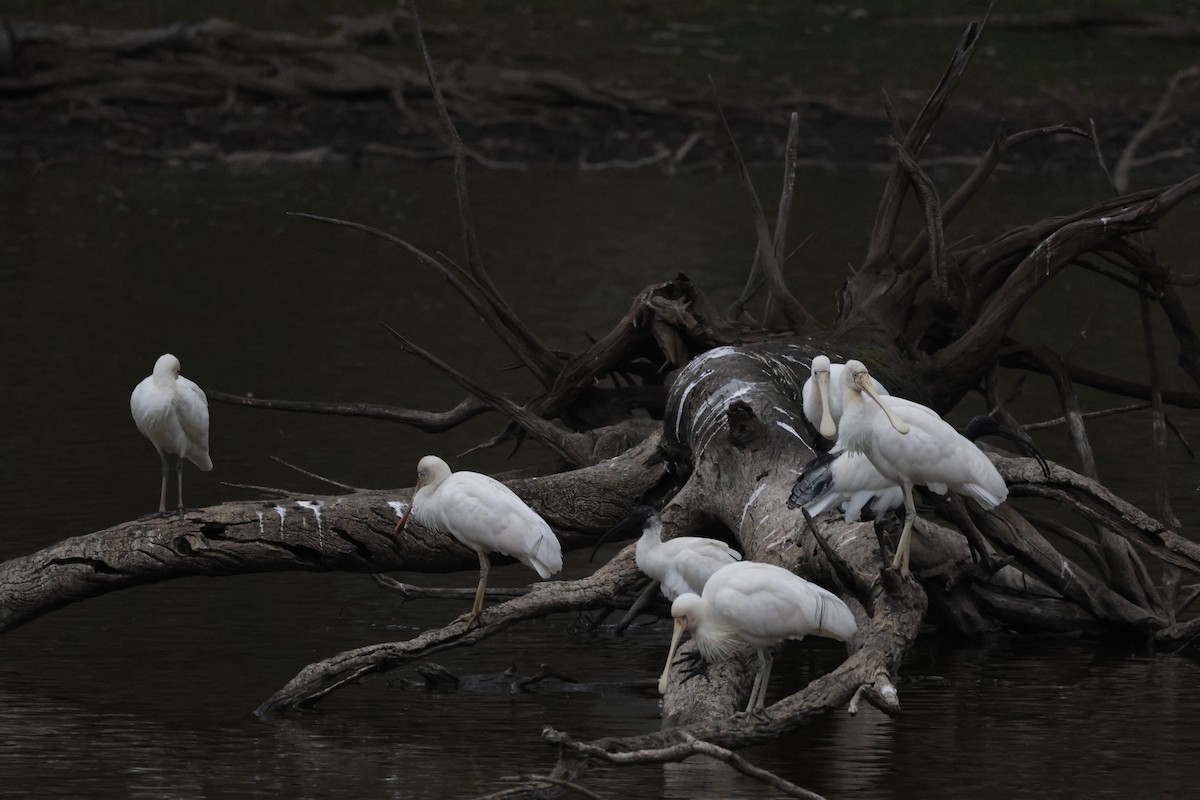 Yellow-billed Spoonbill - ML558930491