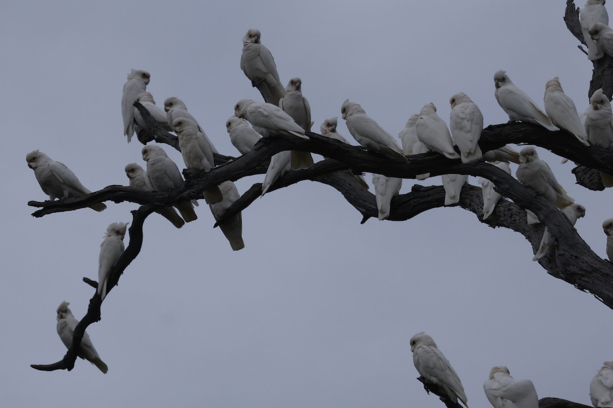 Cacatoès corella - ML558930521