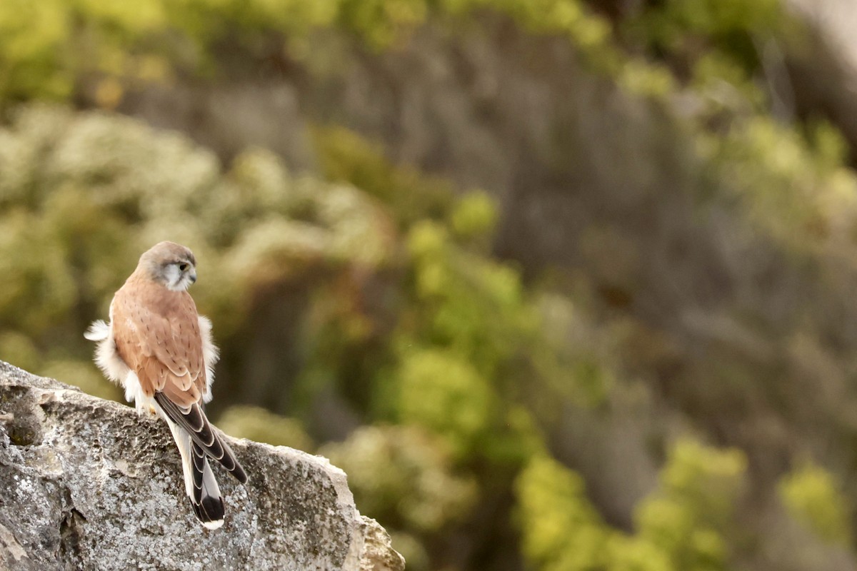 Nankeen Kestrel - ML558930691