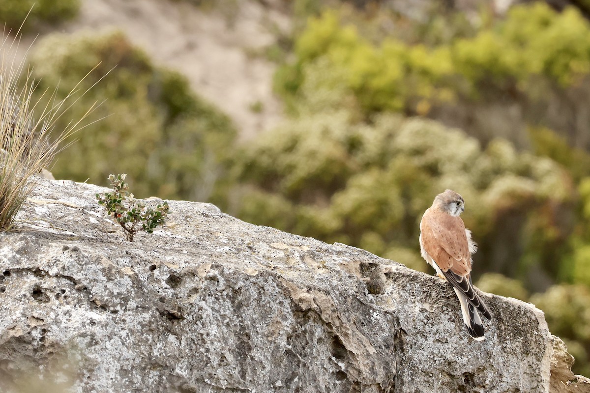 Nankeen Kestrel - ML558930701