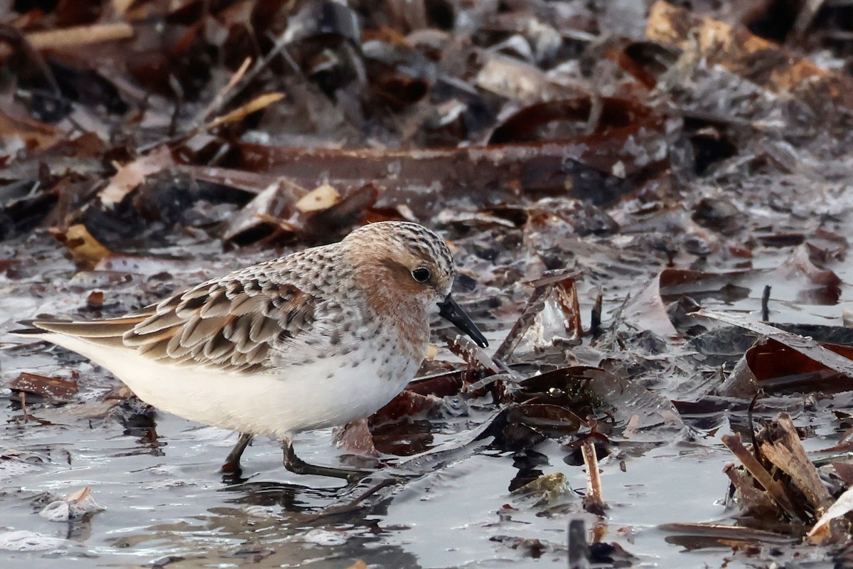 Rotkehl-Strandläufer - ML558930951