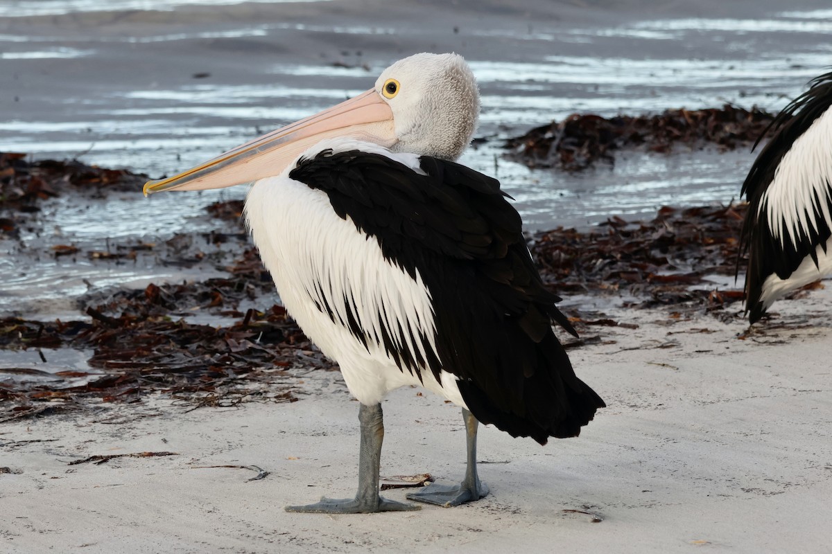 Australian Pelican - ML558931061