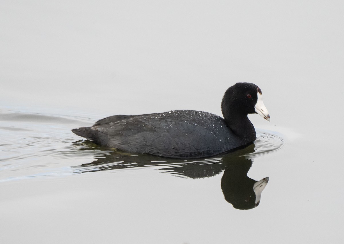 American Coot - ML558931411