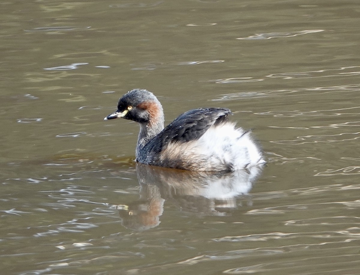 Australasian Grebe - ML558932831