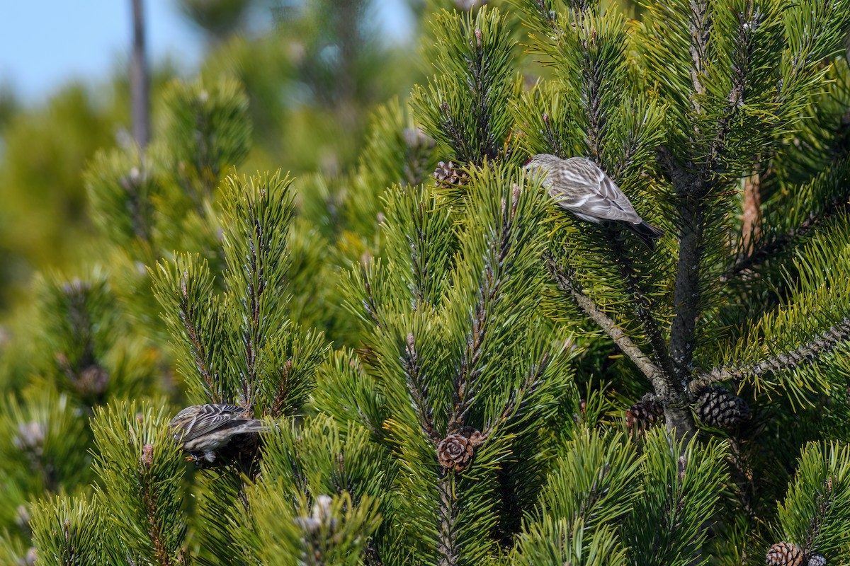 Redpoll (Common/Lesser) - ML558934411