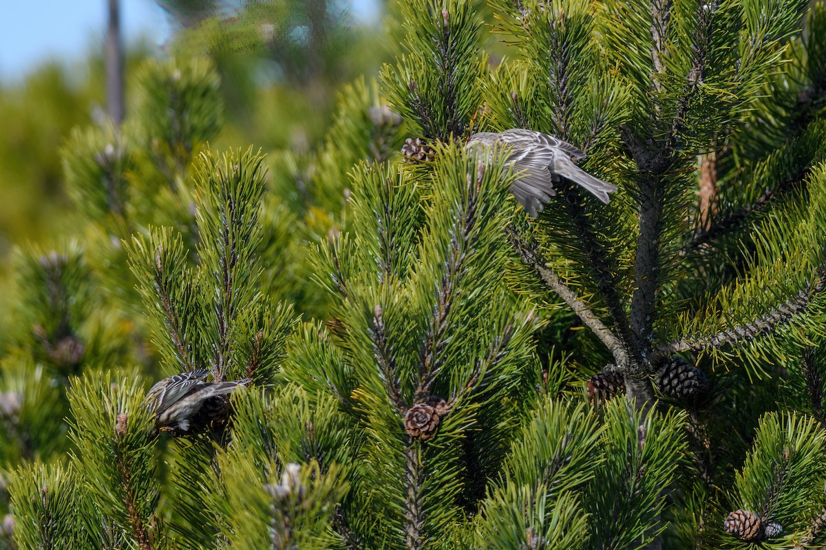 Redpoll (Common/Lesser) - ML558934421