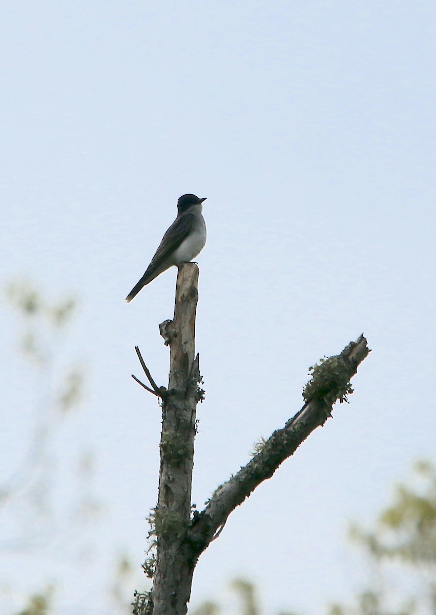 Eastern Kingbird - ML558935851