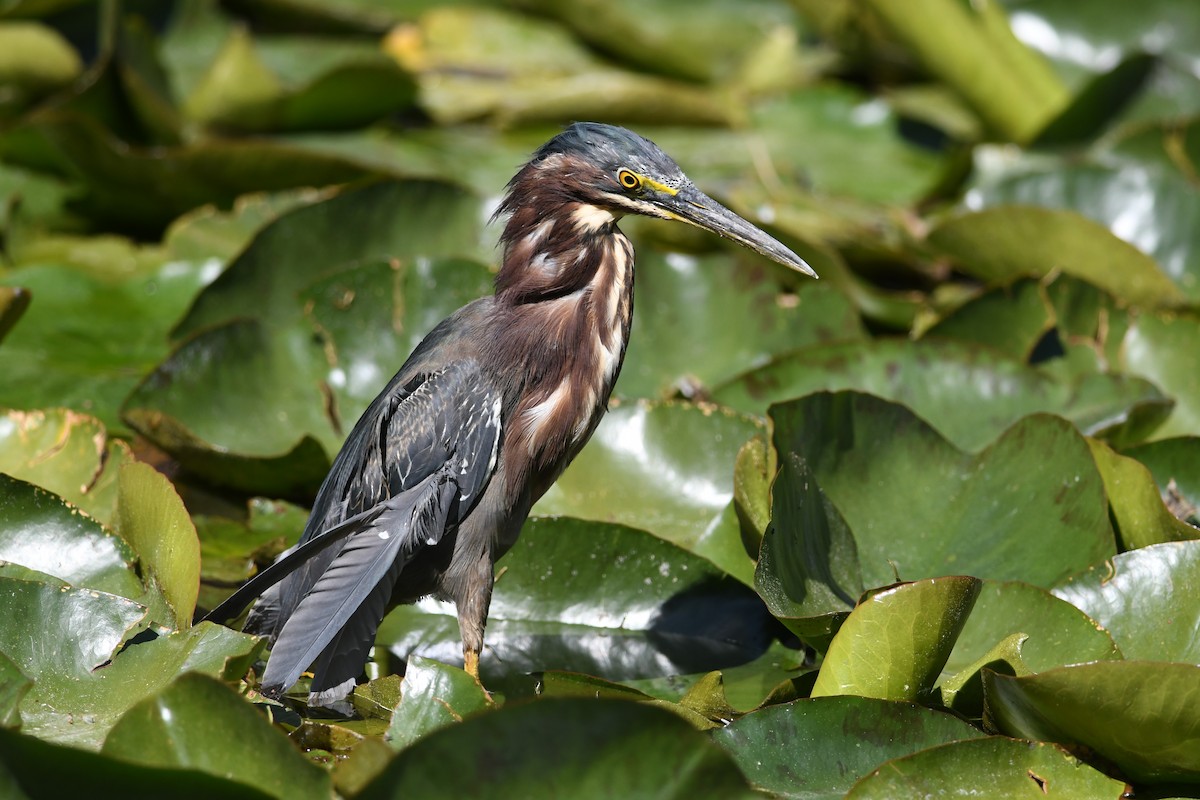 Green Heron - Peter Paul