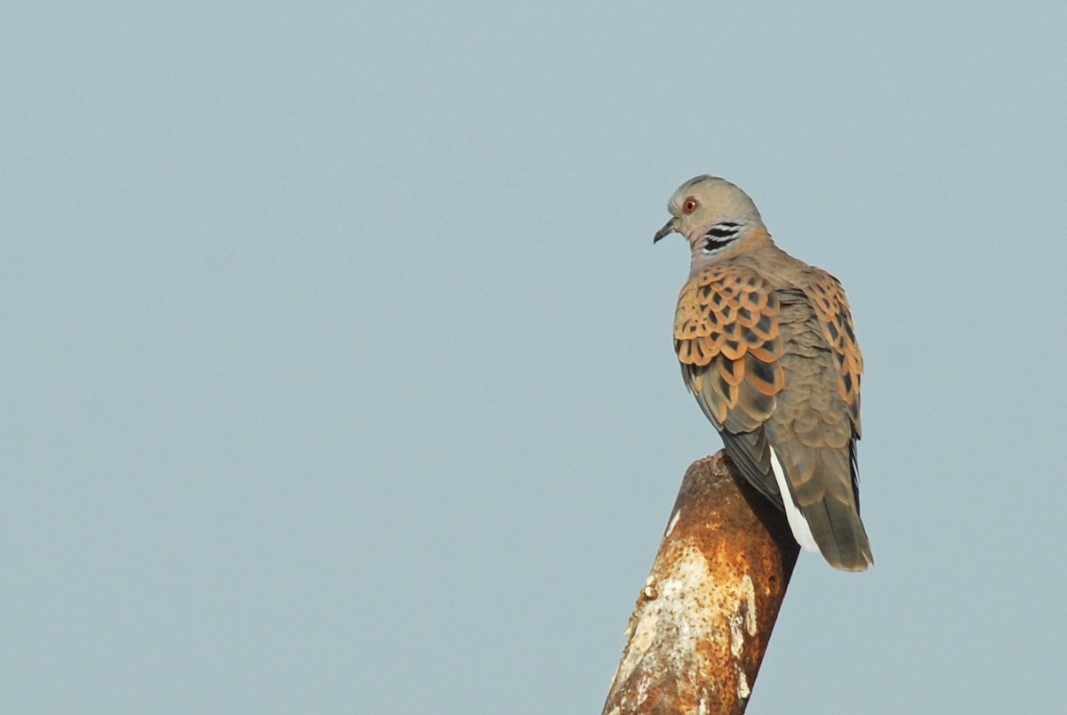 European Turtle-Dove - ML558936311