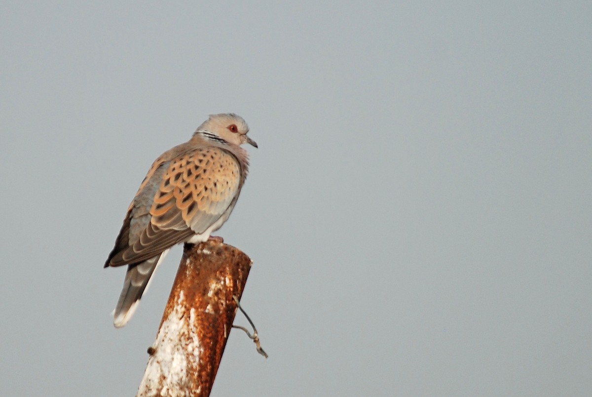 European Turtle-Dove - ML558936321