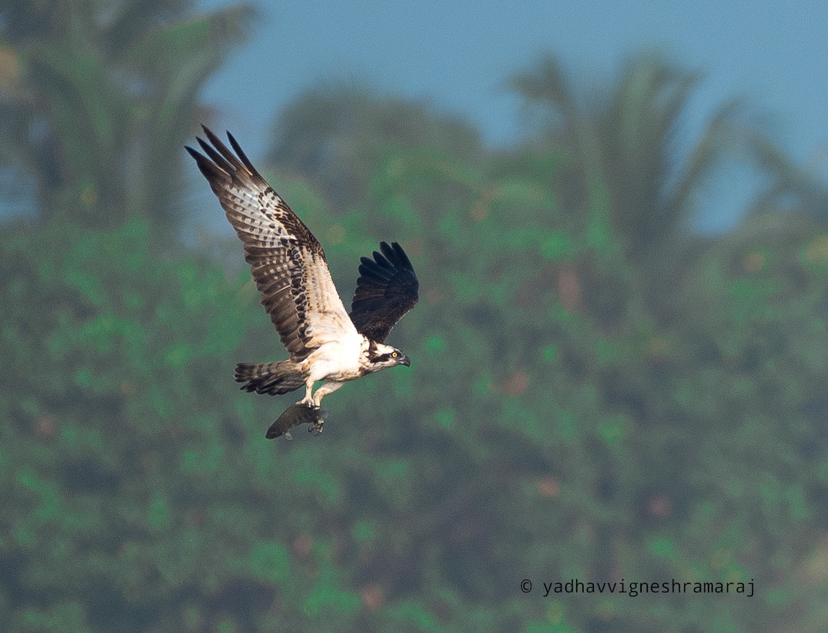Osprey - ML558937811